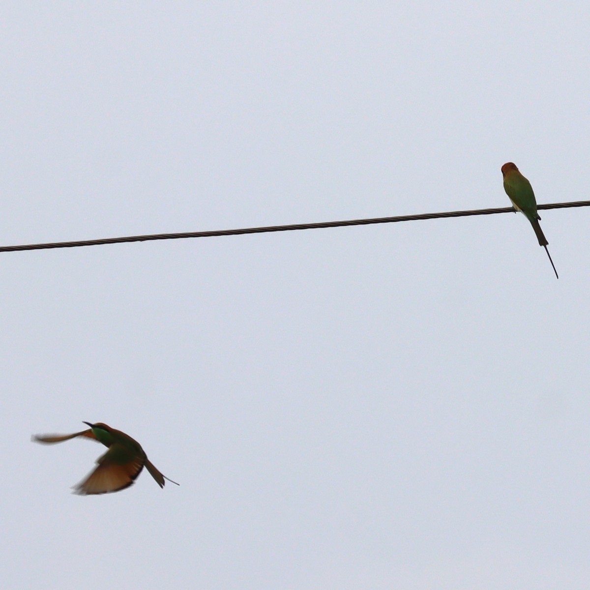 Asian Green Bee-eater - ML643755432