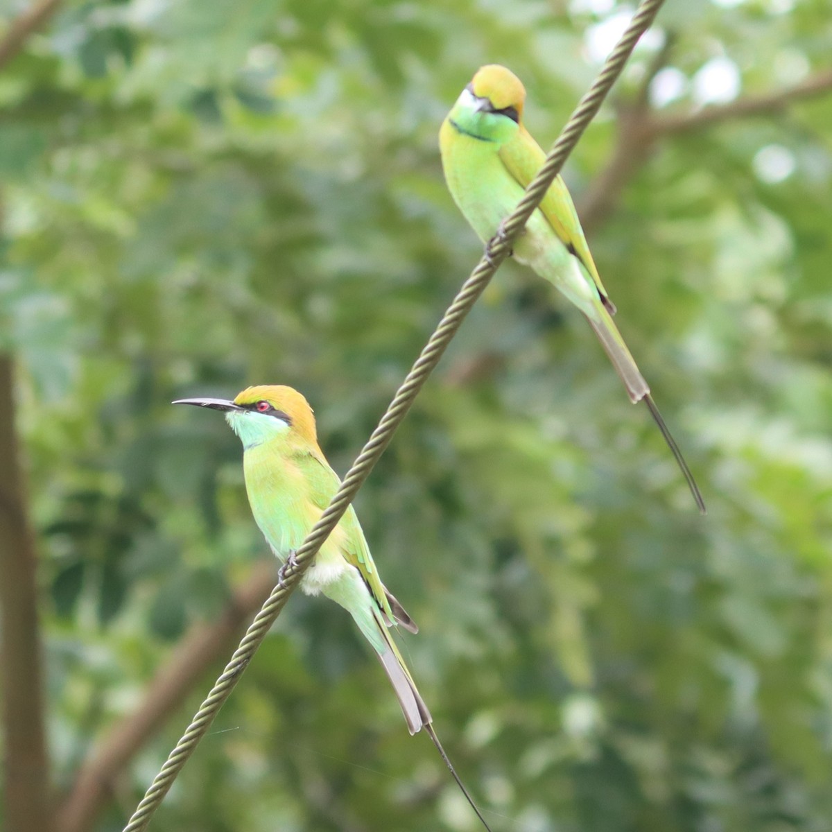 Asian Green Bee-eater - ML643755433