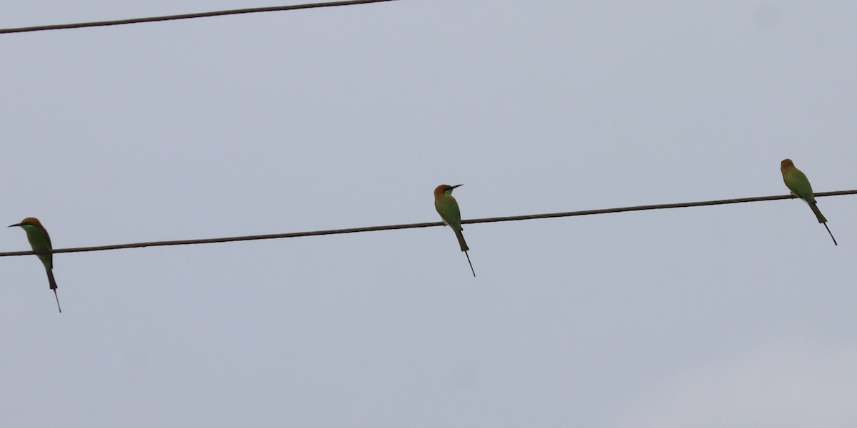 Asian Green Bee-eater - ML643755434