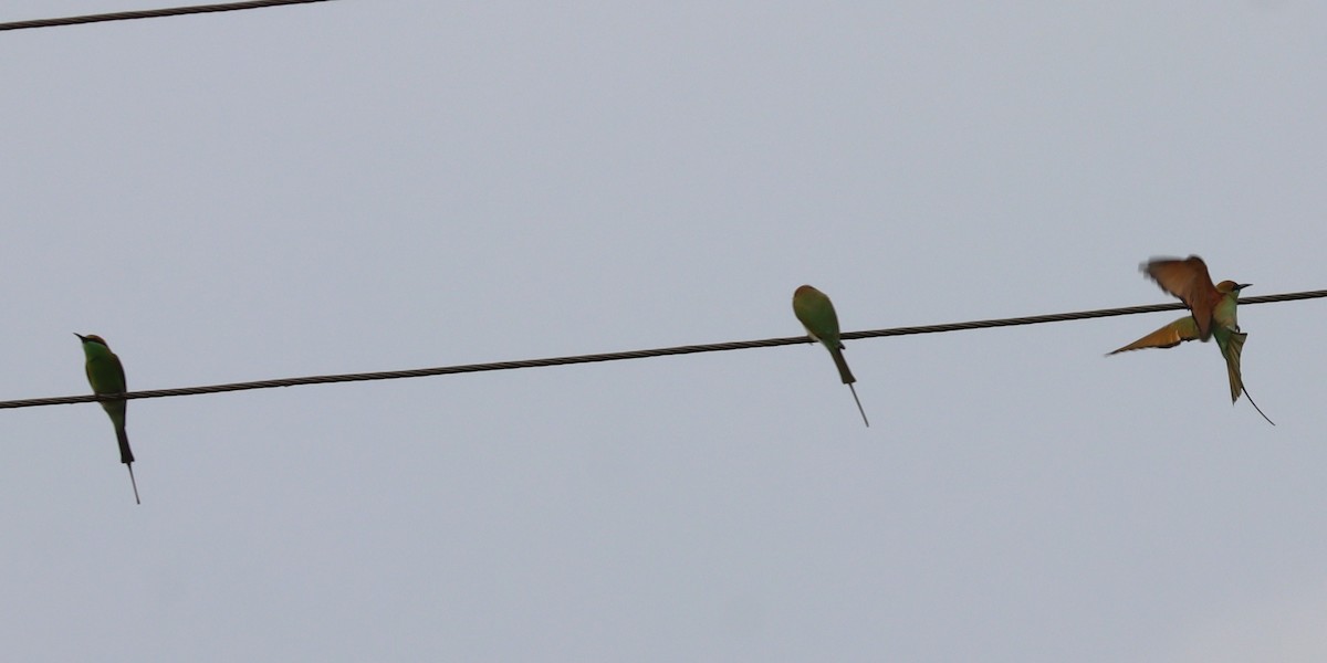 Asian Green Bee-eater - ML643755435