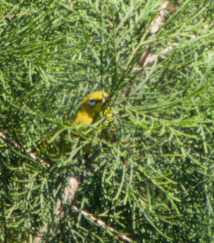 Sangkar White-eye - ML643755436