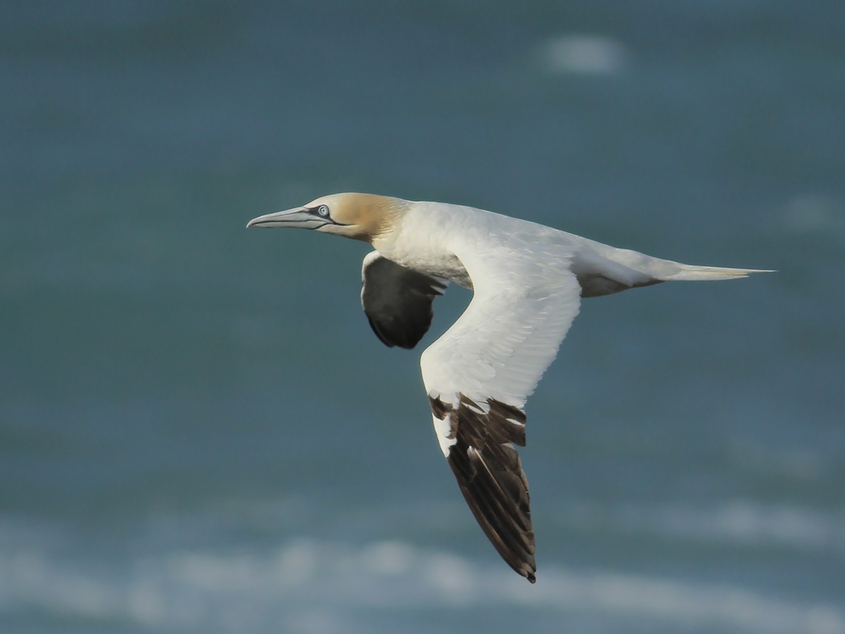 Northern Gannet - ML643755438