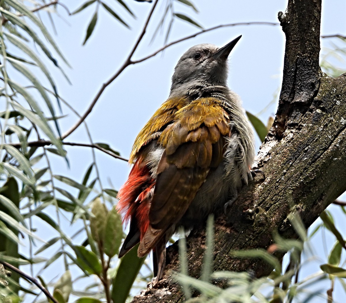 Mountain Gray Woodpecker - ML643755439