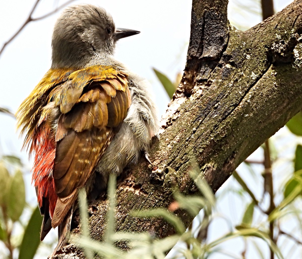 Mountain Gray Woodpecker - ML643755440