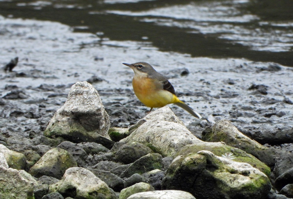 Gray Wagtail - ML643755441