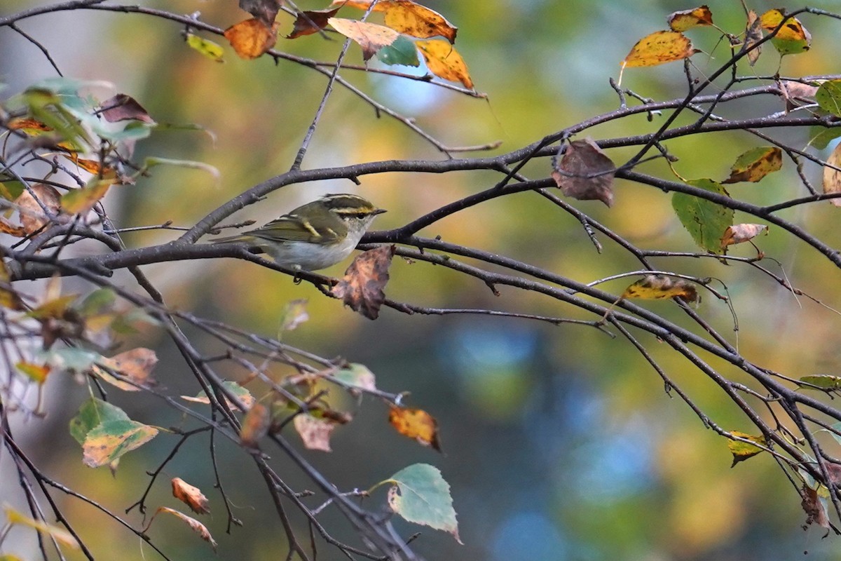 Pallas's Leaf Warbler - ML643755443