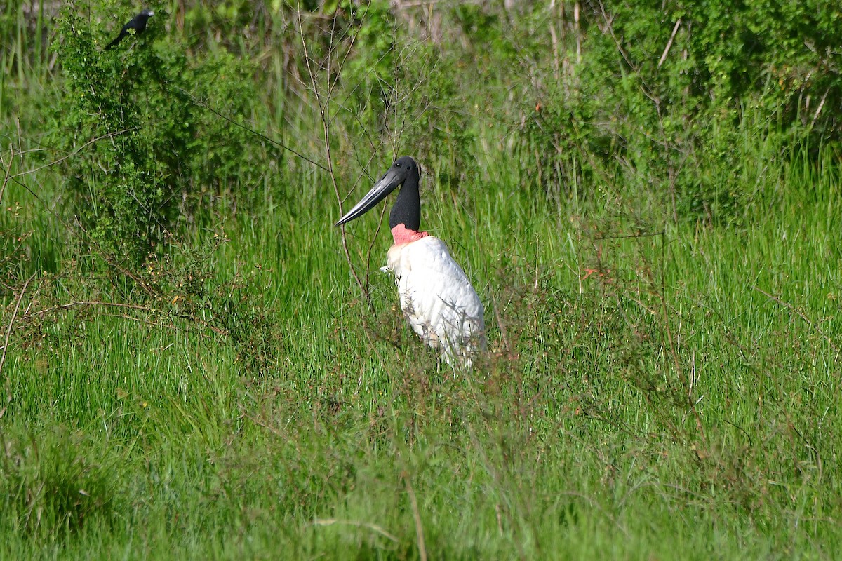 Jabiru - ML643755447