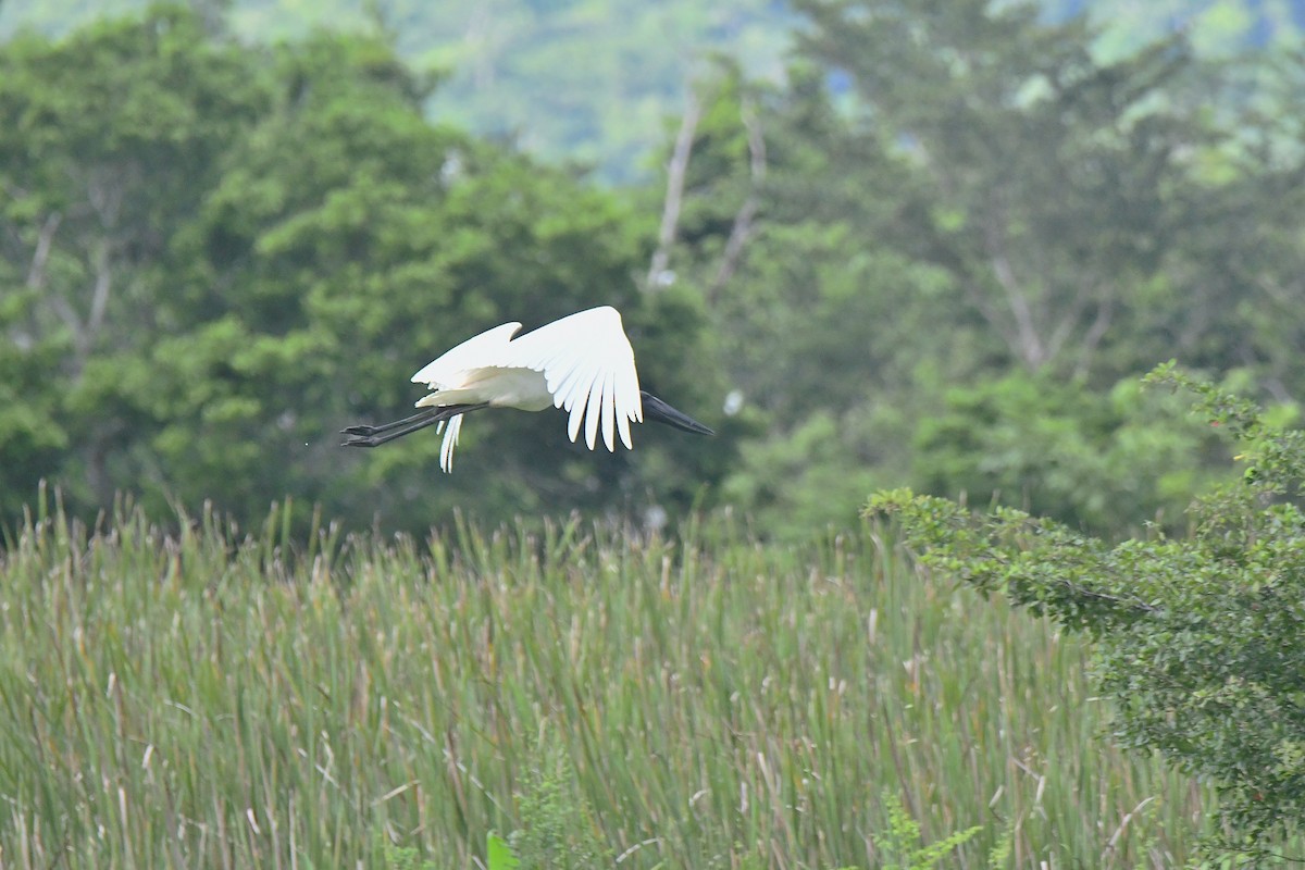 Jabiru - ML643755448