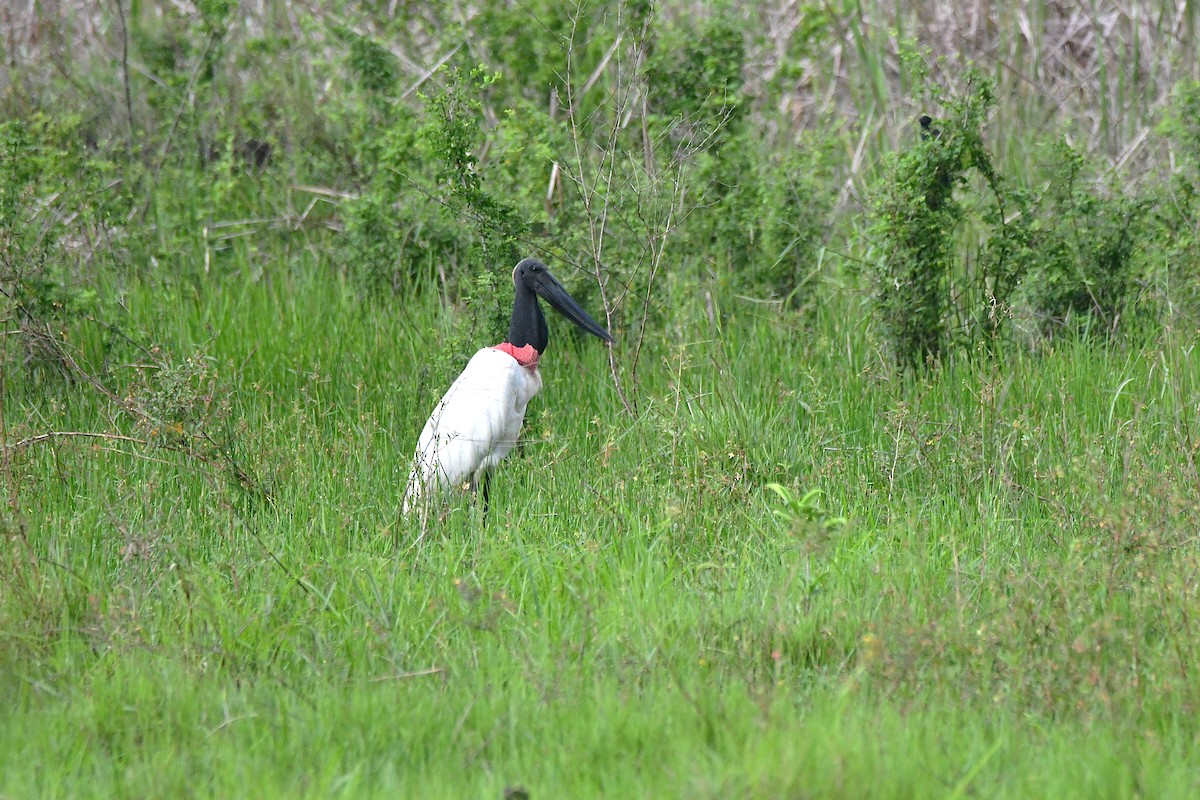 Jabiru - ML643755449