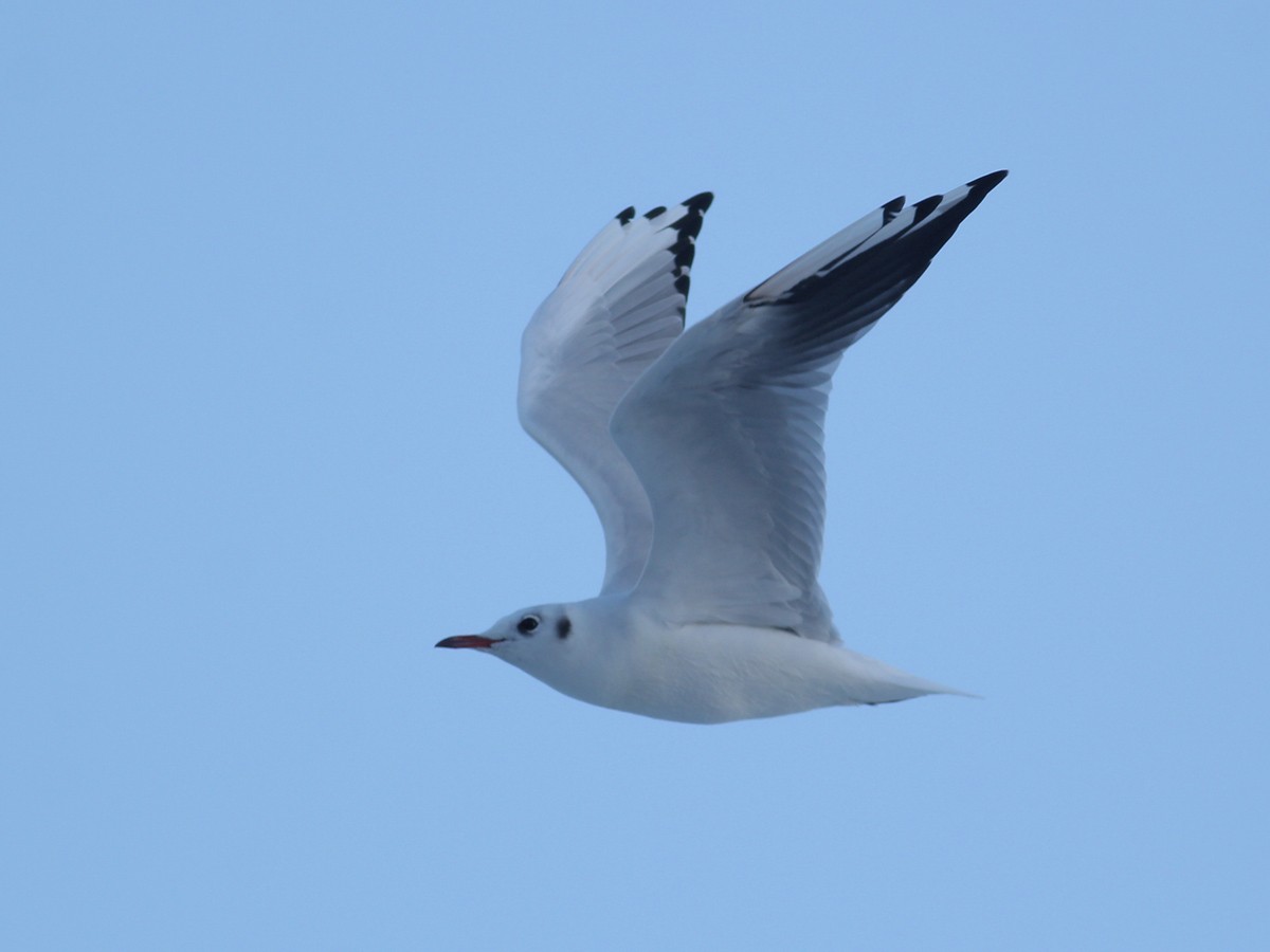 Black-headed Gull - ML643755450