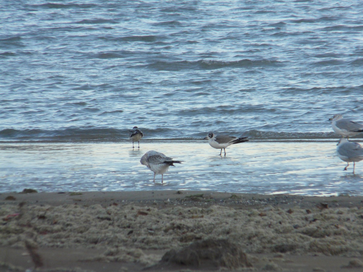 Franklin's Gull - ML643755451