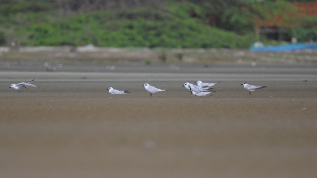 Common Tern - ML643755452