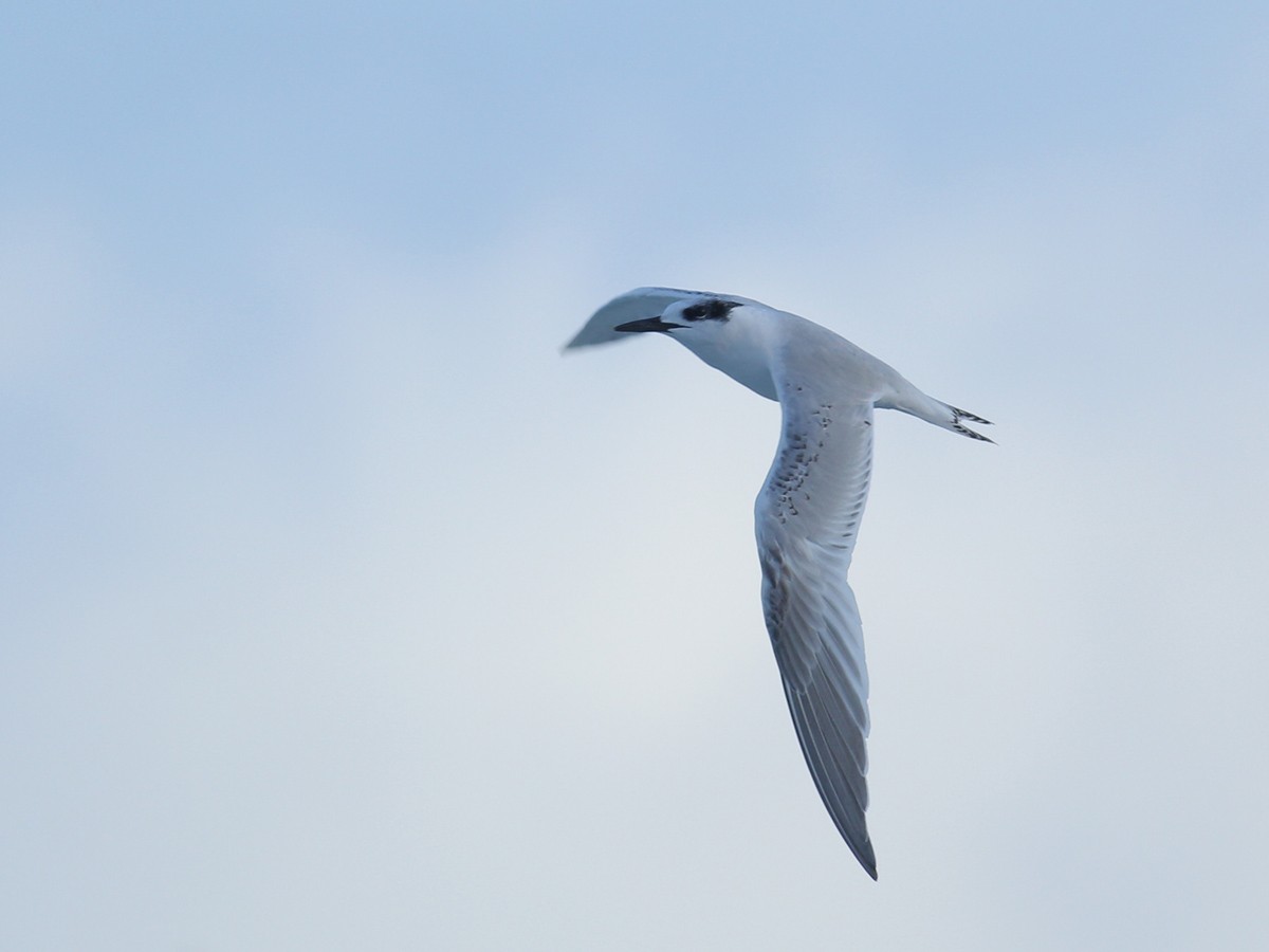 Sandwich Tern (Eurasian) - ML643755453