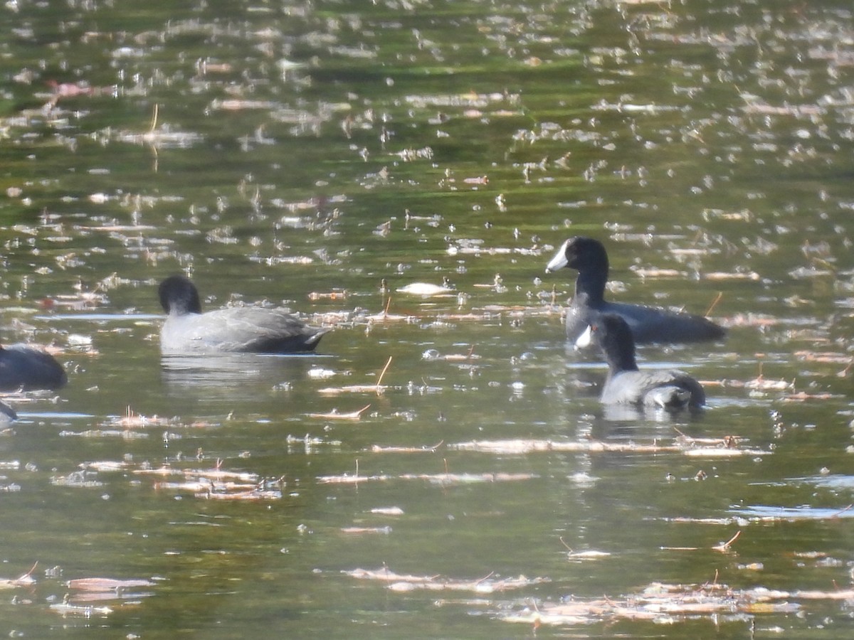 American Coot - ML643755454
