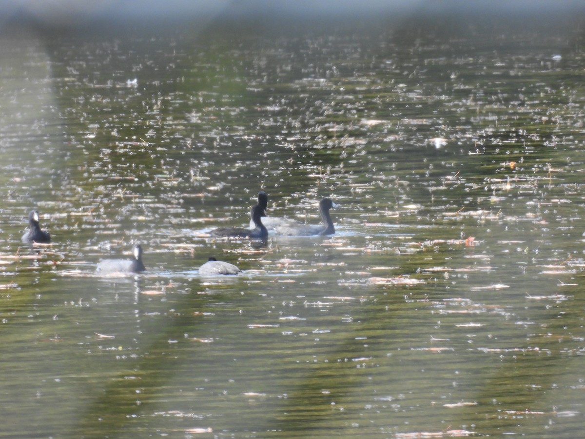 American Coot - ML643755455