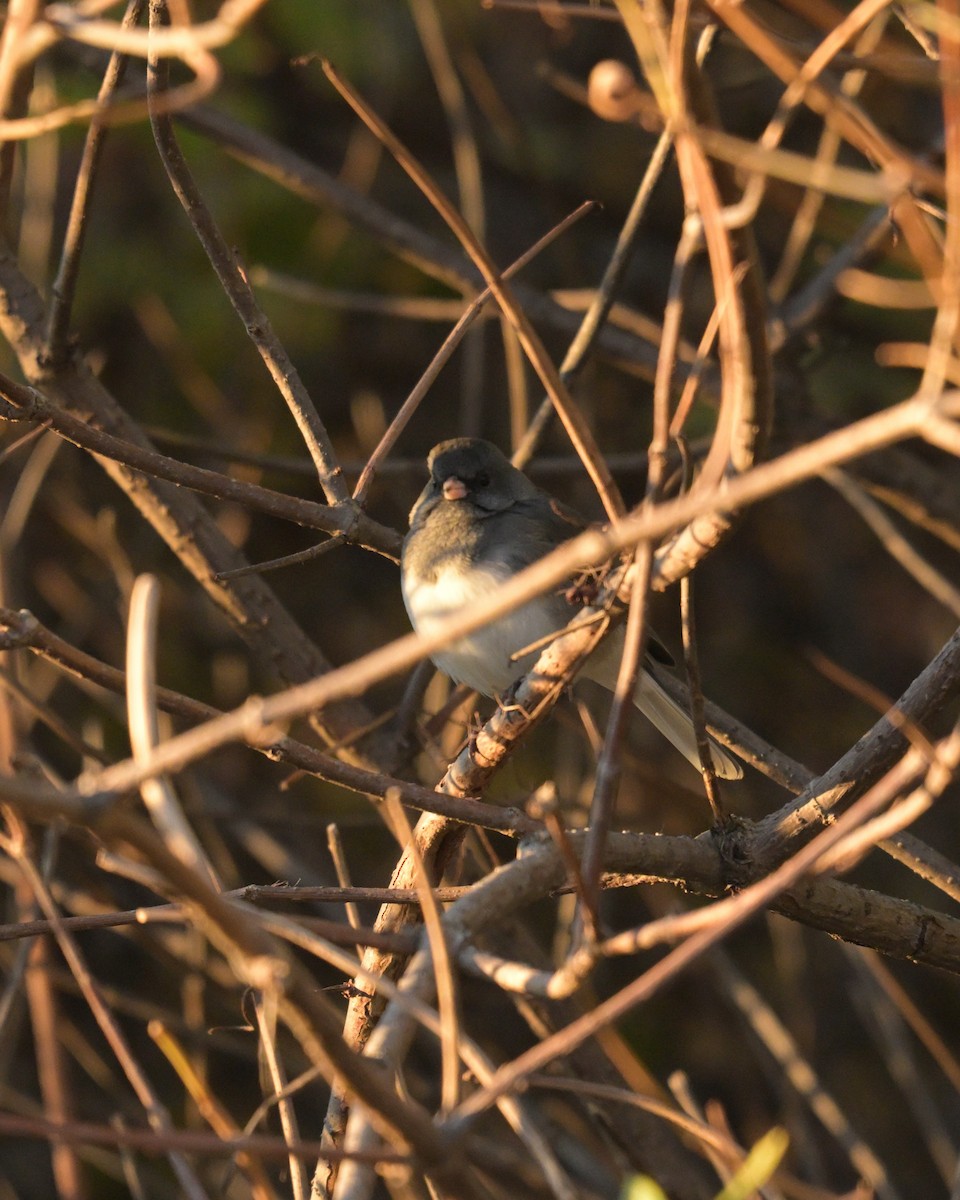 Dark-eyed Junco - ML643755456