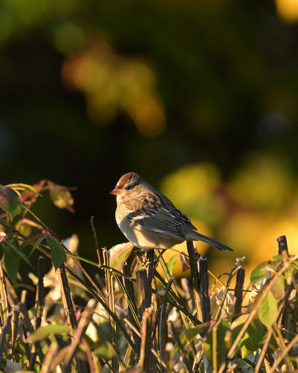 White-crowned Sparrow - ML643755458