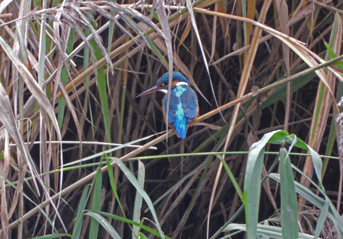 Common Kingfisher - ML643755461