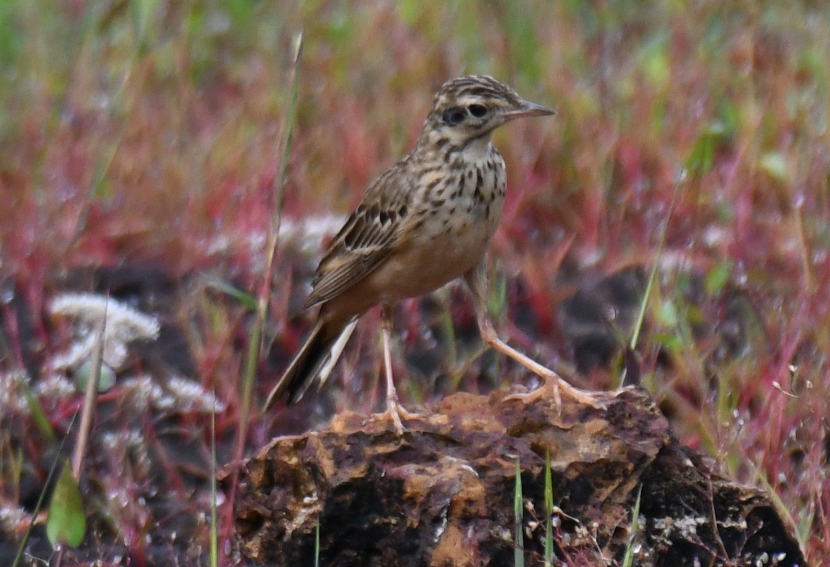 Olive-backed Pipit - ML643755483