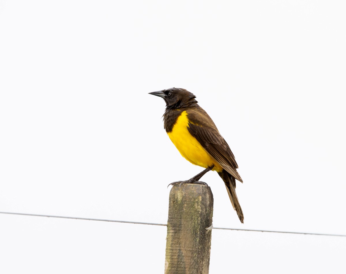 Yellow-rumped Marshbird - ML643755485