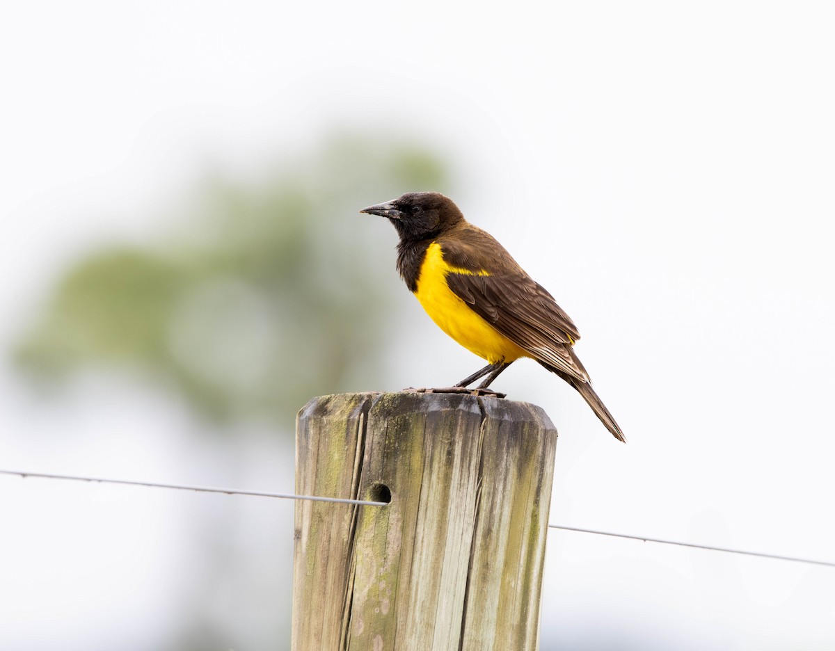 Yellow-rumped Marshbird - ML643755486