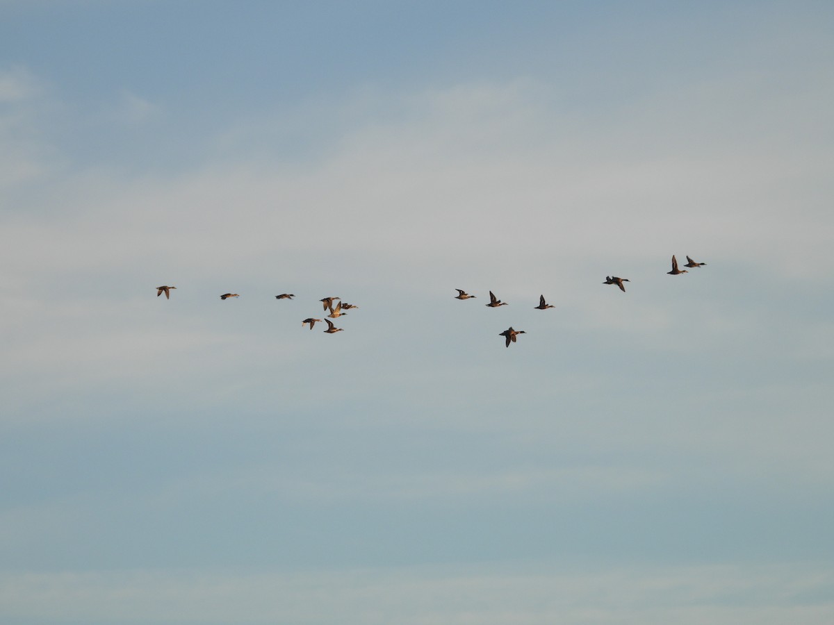 Mallard - ML643755487
