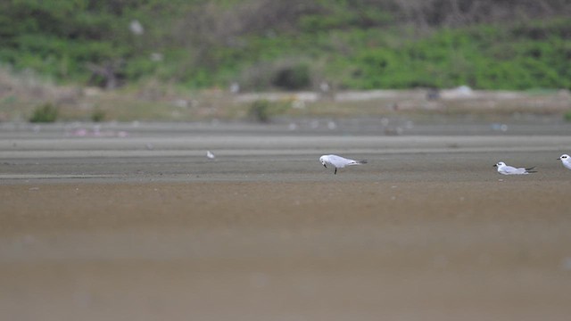 Common Tern - ML643755488