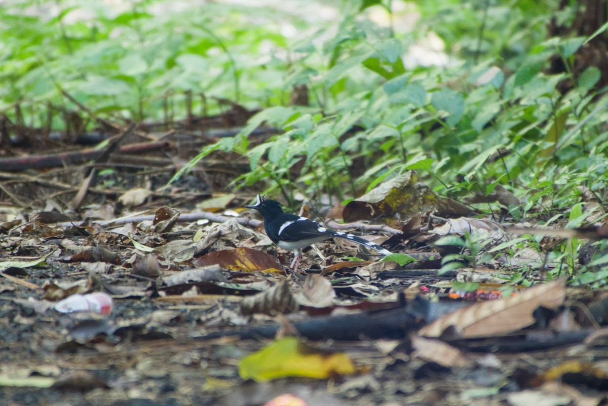 White-crowned Forktail - ML643755489
