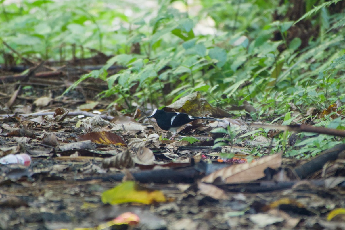 White-crowned Forktail - ML643755490