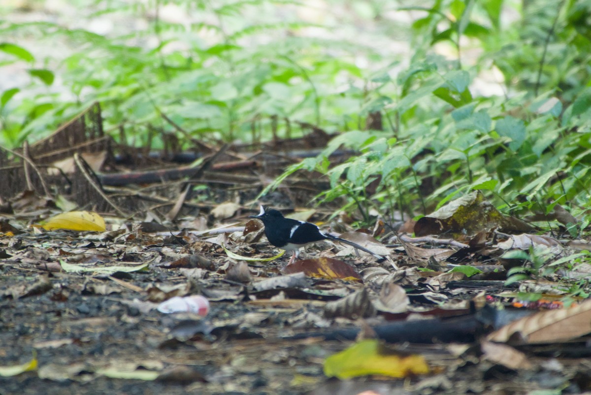 White-crowned Forktail - ML643755491