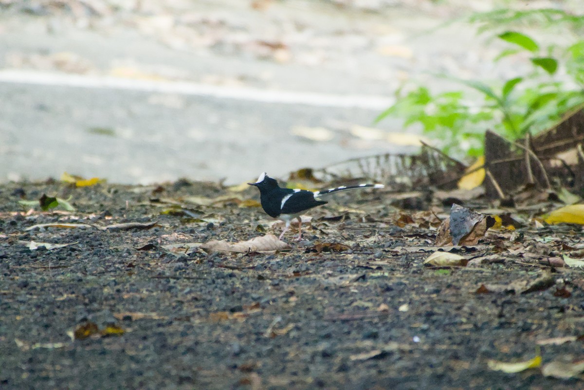 White-crowned Forktail - ML643755492