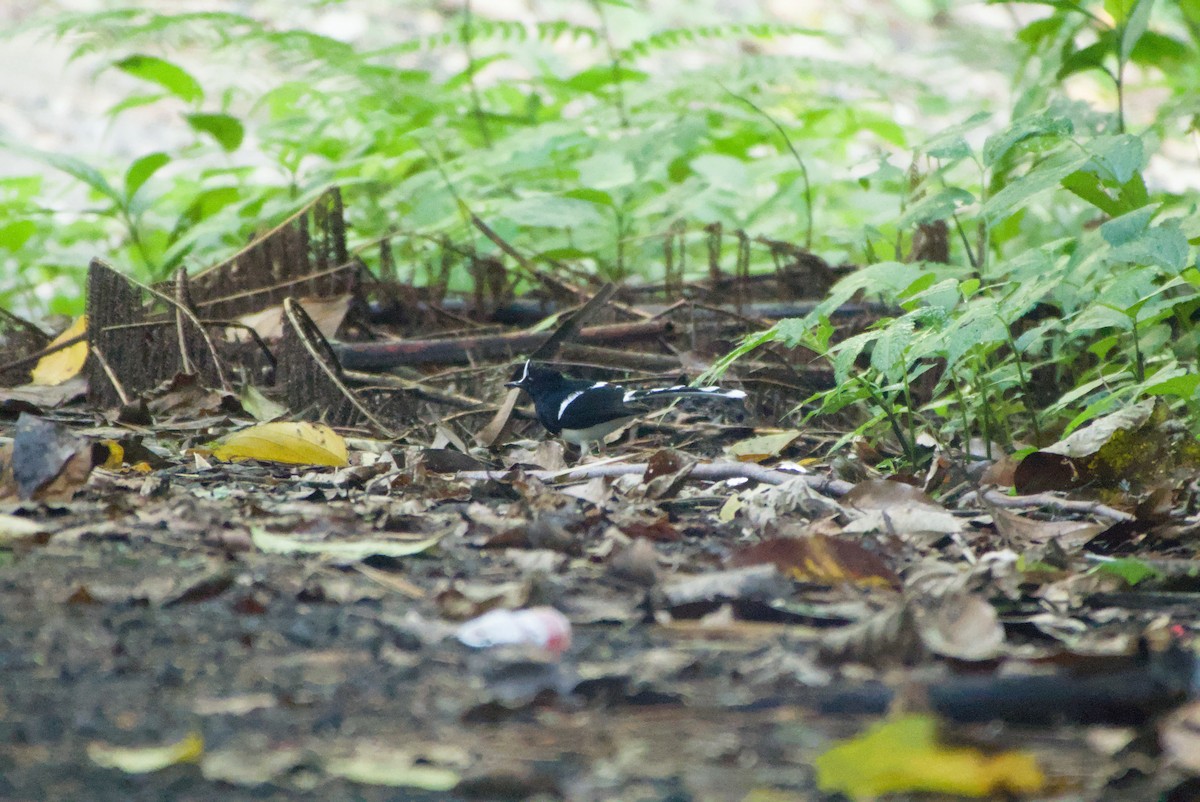 White-crowned Forktail - ML643755493