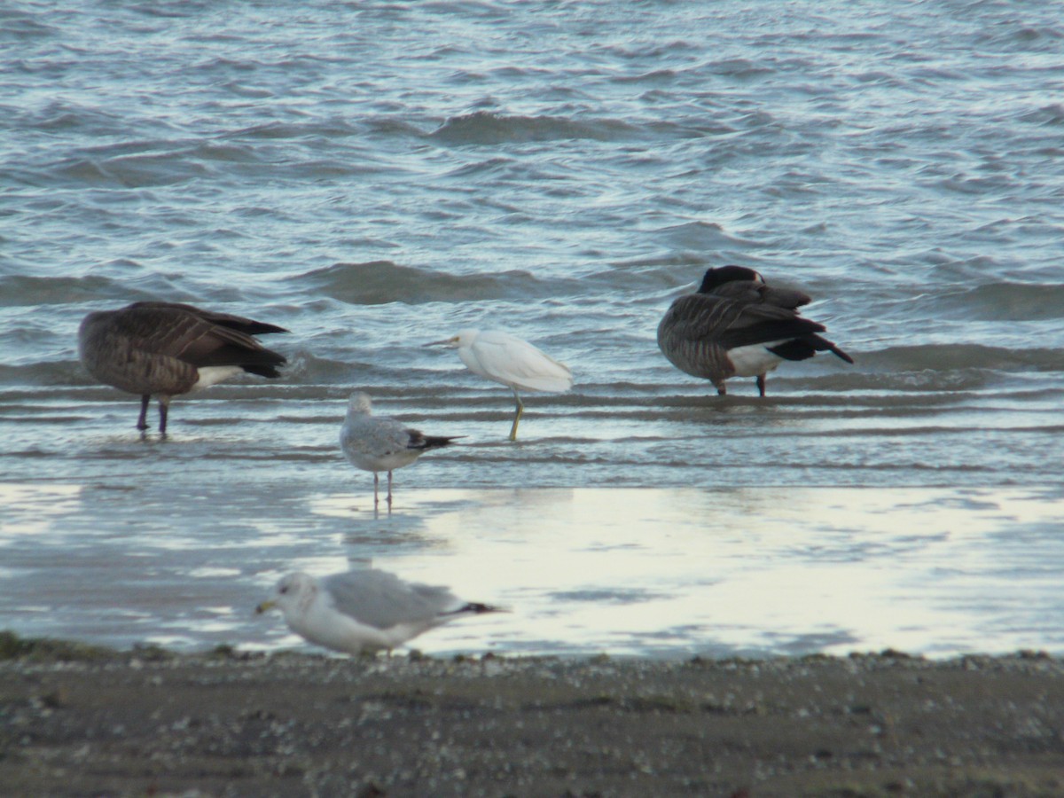 Snowy Egret - ML643755503