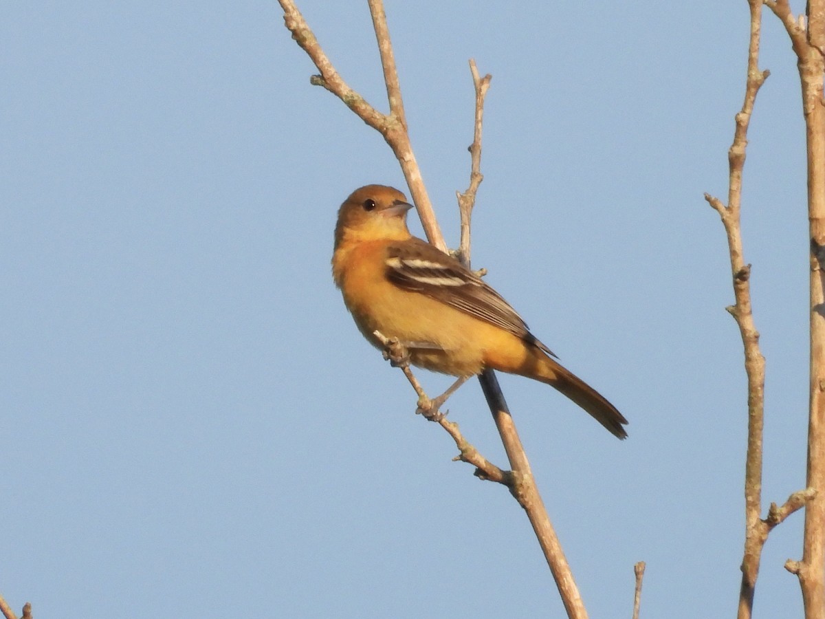 trupiál baltimorský - ML643755518
