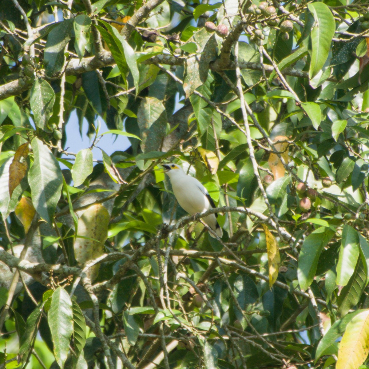 Black-winged Myna - ML643755519