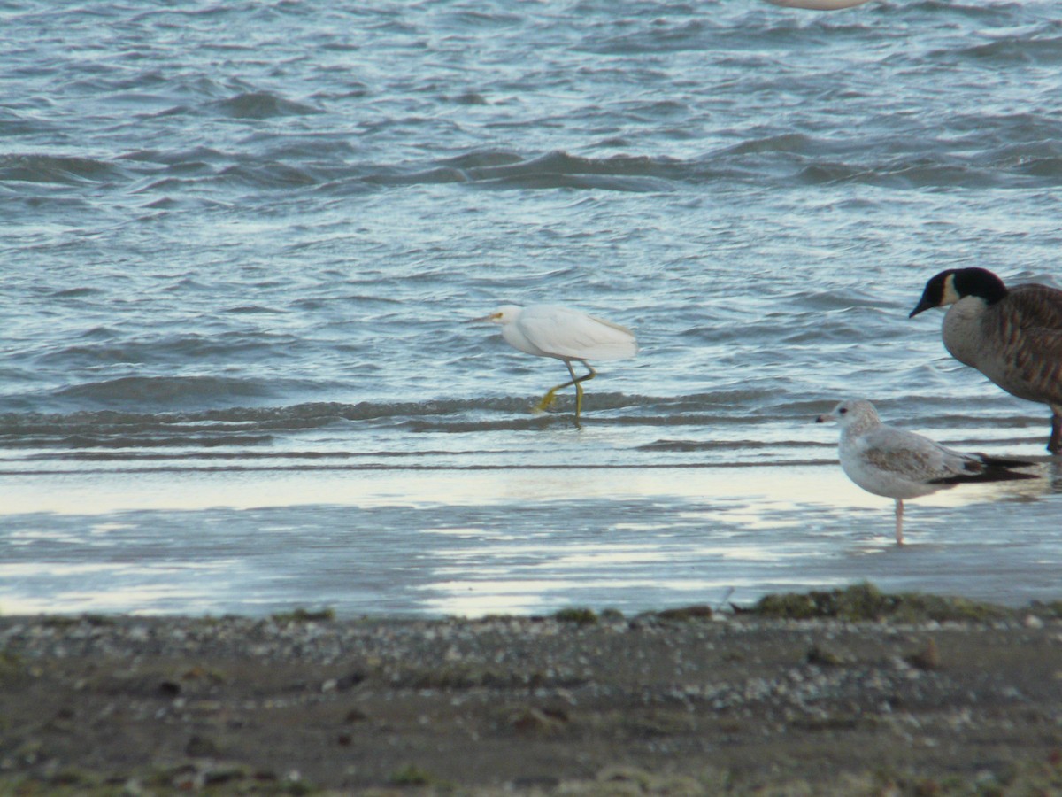 Snowy Egret - ML643755521