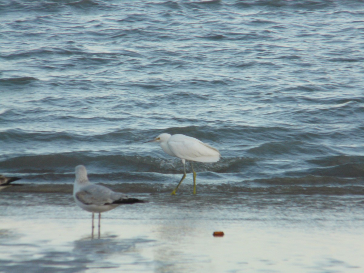 Snowy Egret - ML643755531