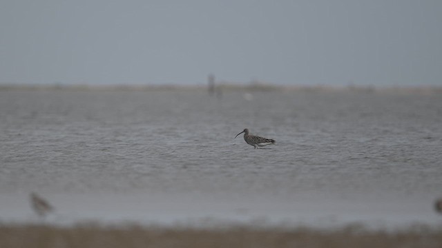 Kurlinta bekainduna [phaeopus Taldekoa] - ML643755532