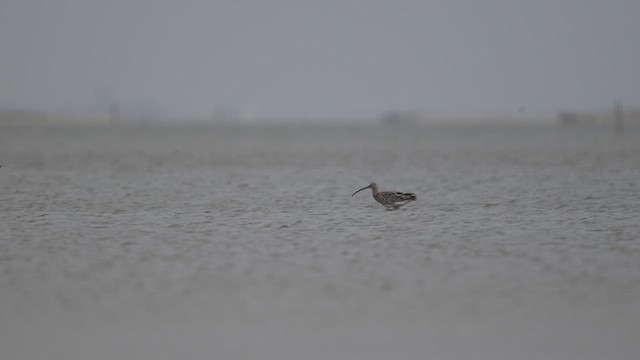 Kurlinta bekainduna [phaeopus Taldekoa] - ML643755544