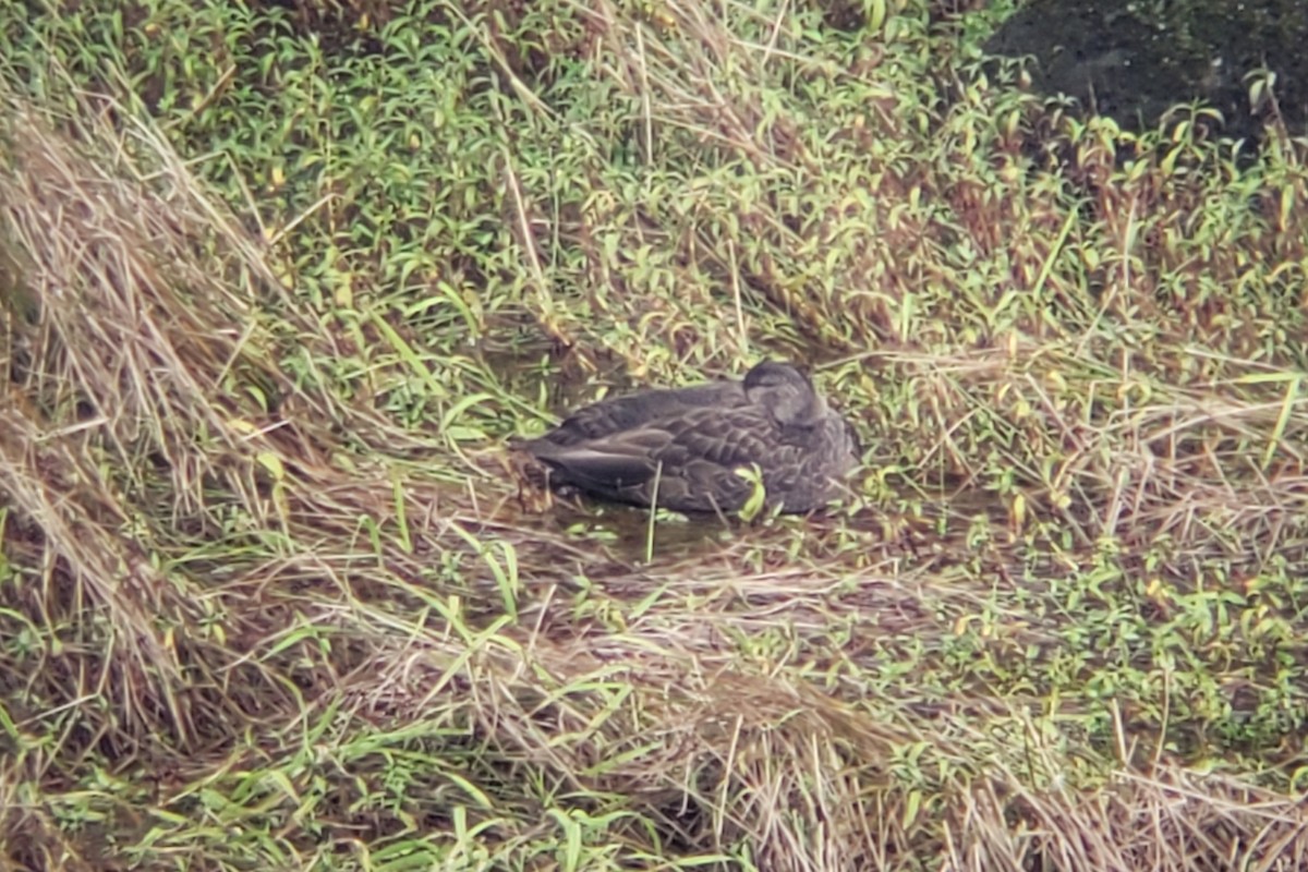 American Black Duck - ML643755545