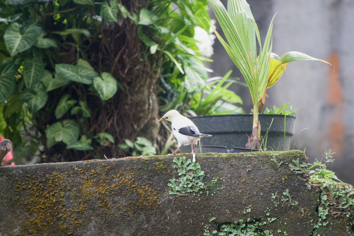 Black-winged Myna - ML643755546