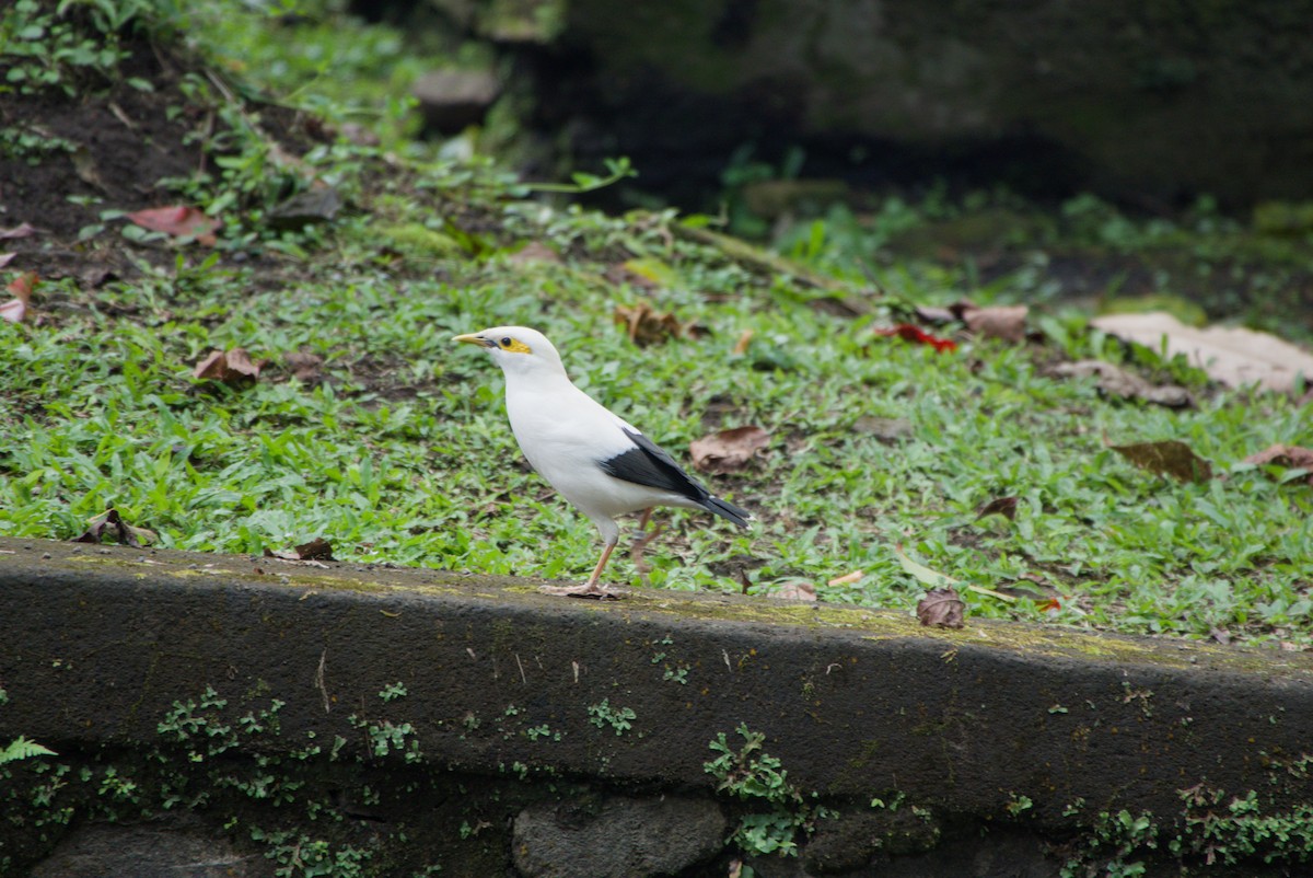 Black-winged Myna - ML643755547