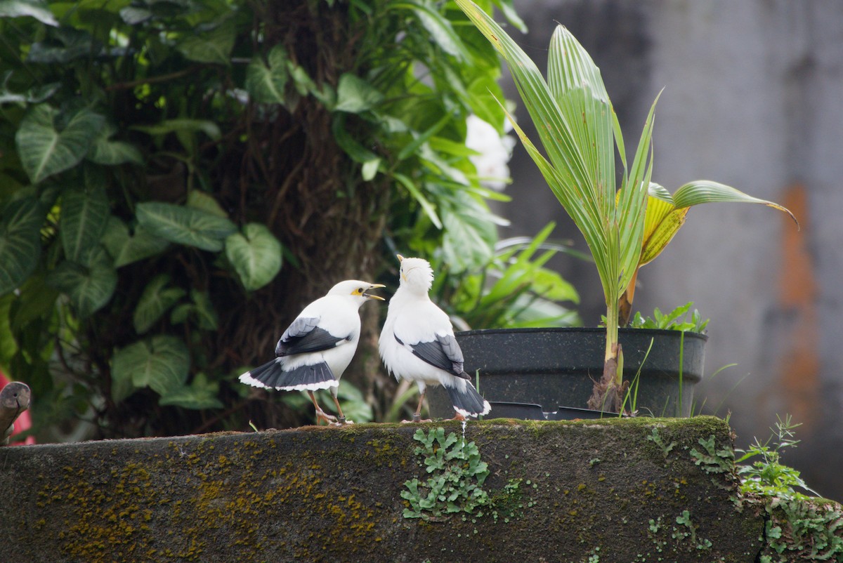 Black-winged Myna - ML643755548