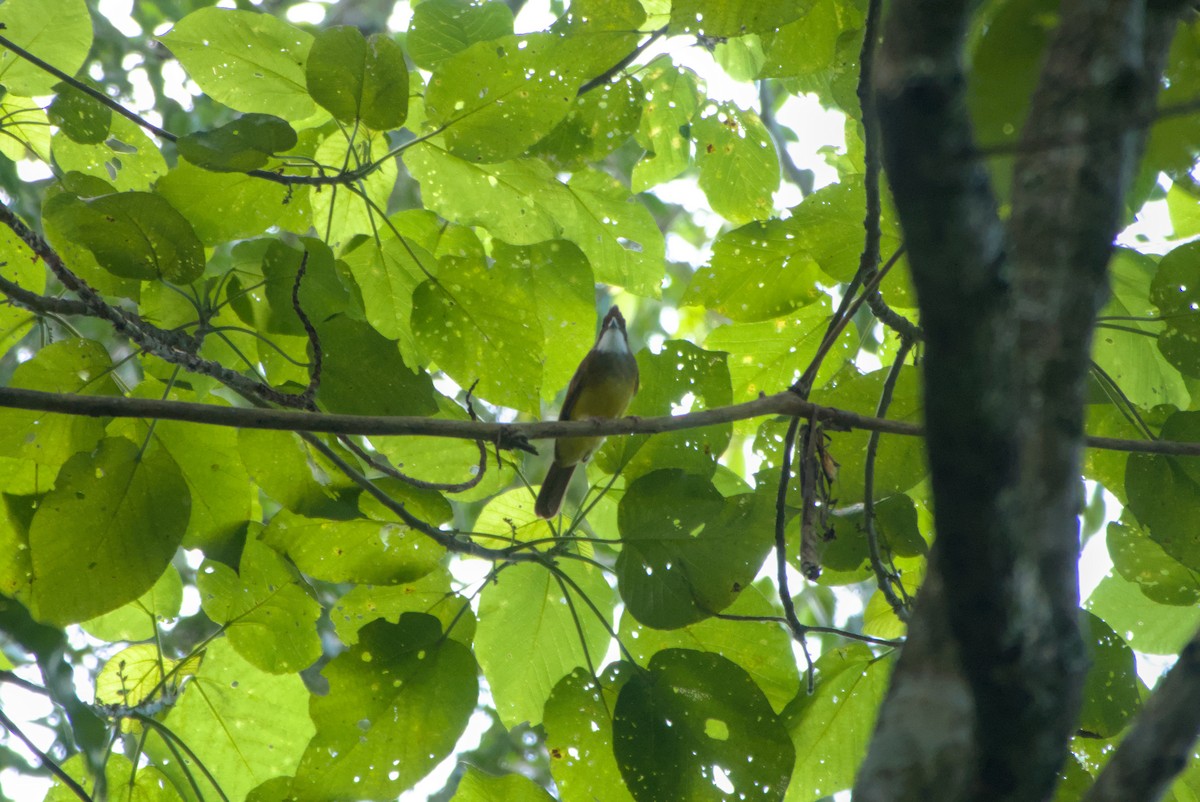 Бурощёкий бюльбюль-бородач - ML643755559