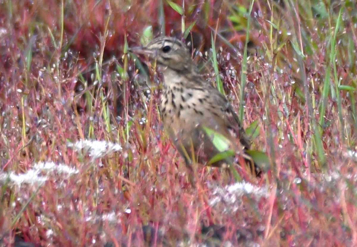 Щеврик sp. - ML643755574