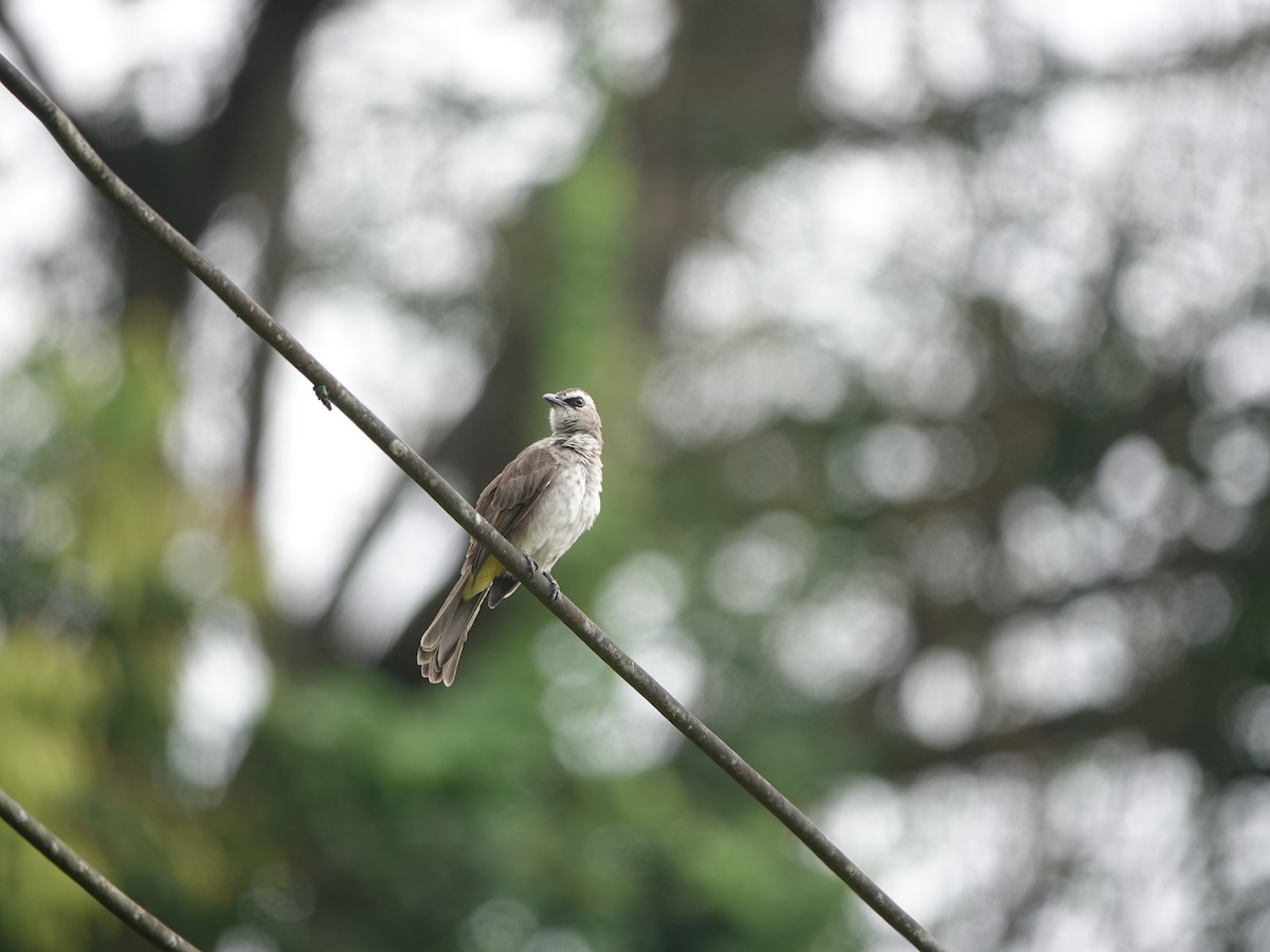 Yellow-vented Bulbul - ML643755580
