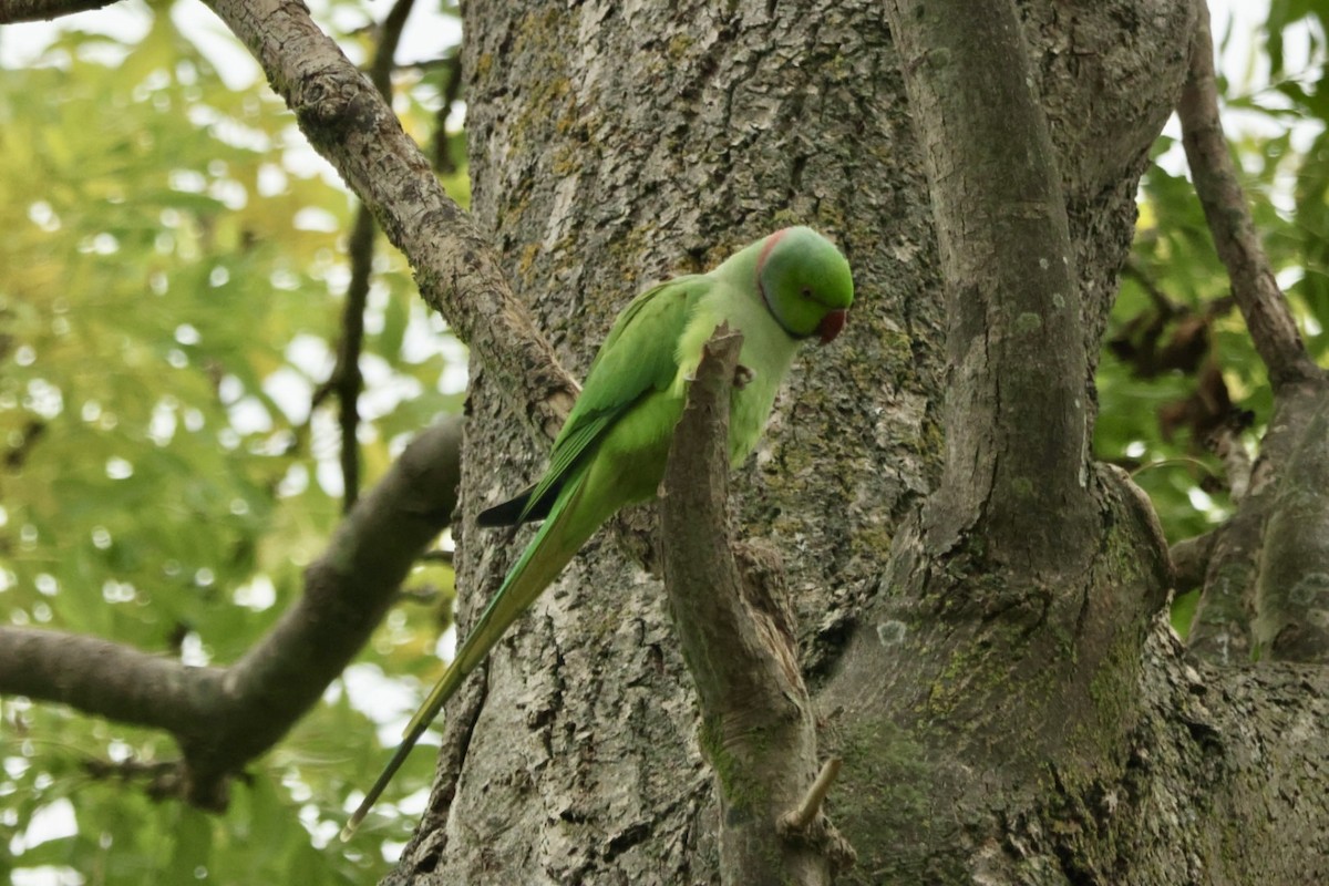 Rose-ringed Parakeet - ML643755592
