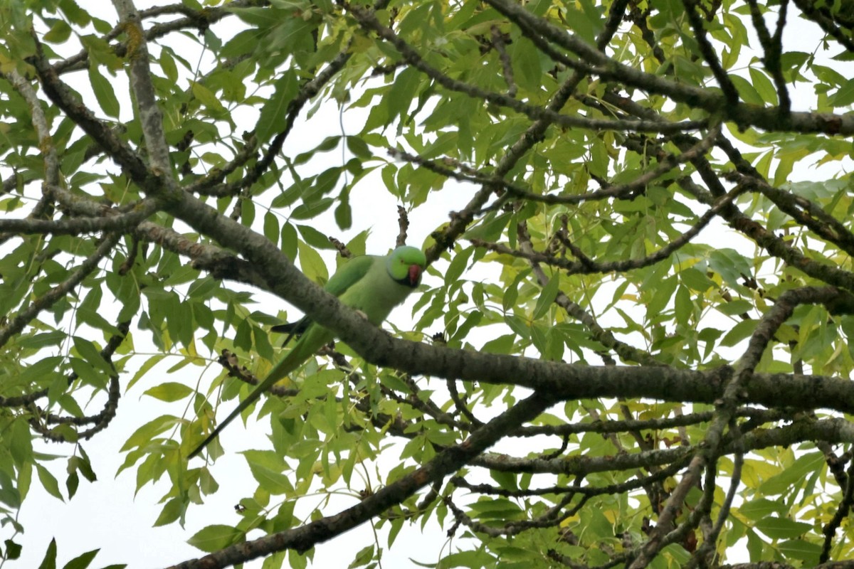 Rose-ringed Parakeet - ML643755593