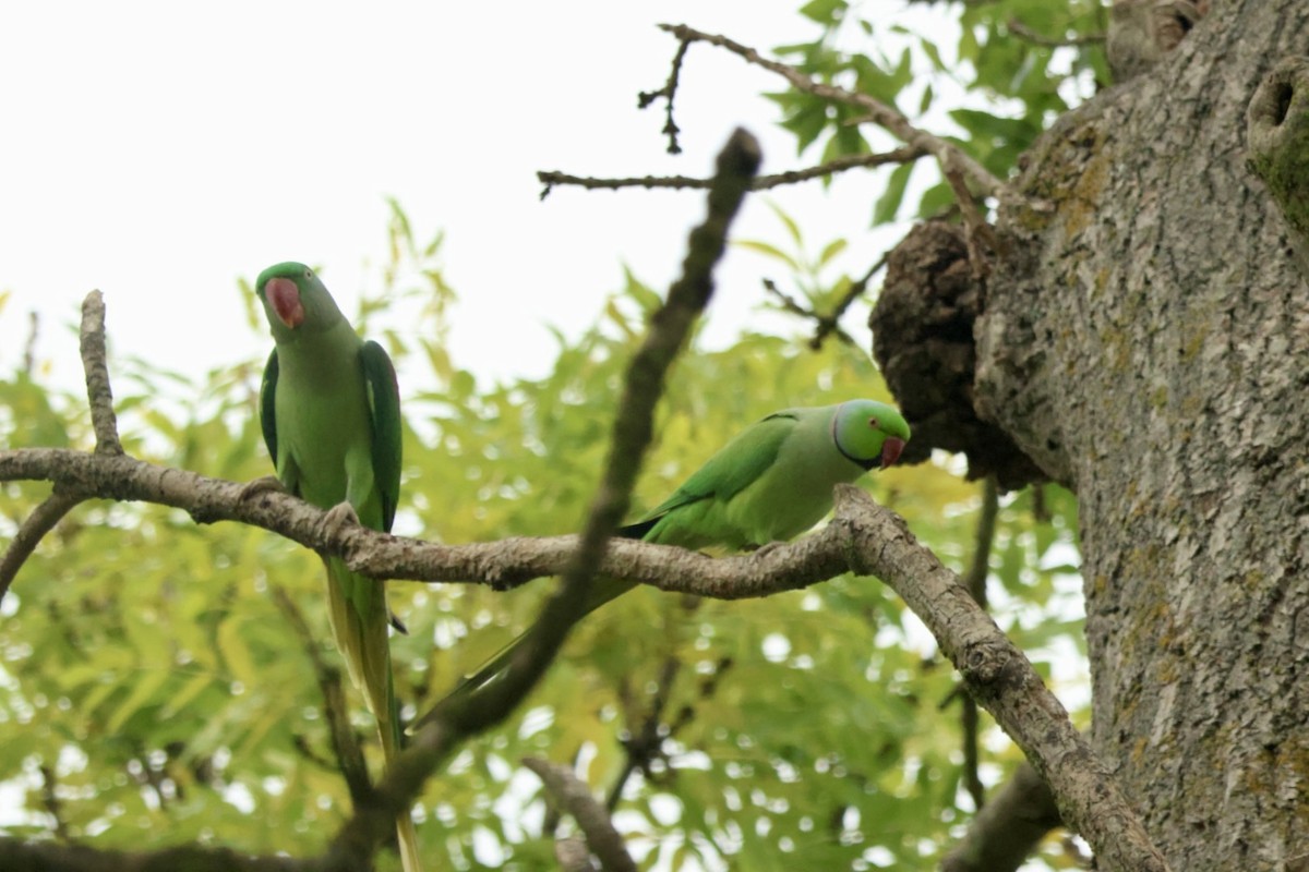 Rose-ringed Parakeet - ML643755594