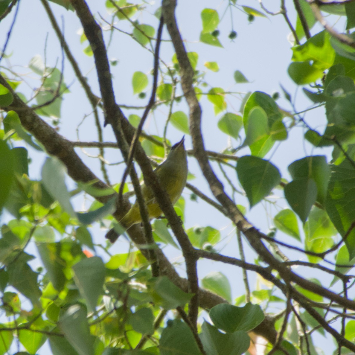 Javan Heleia - ML643755601